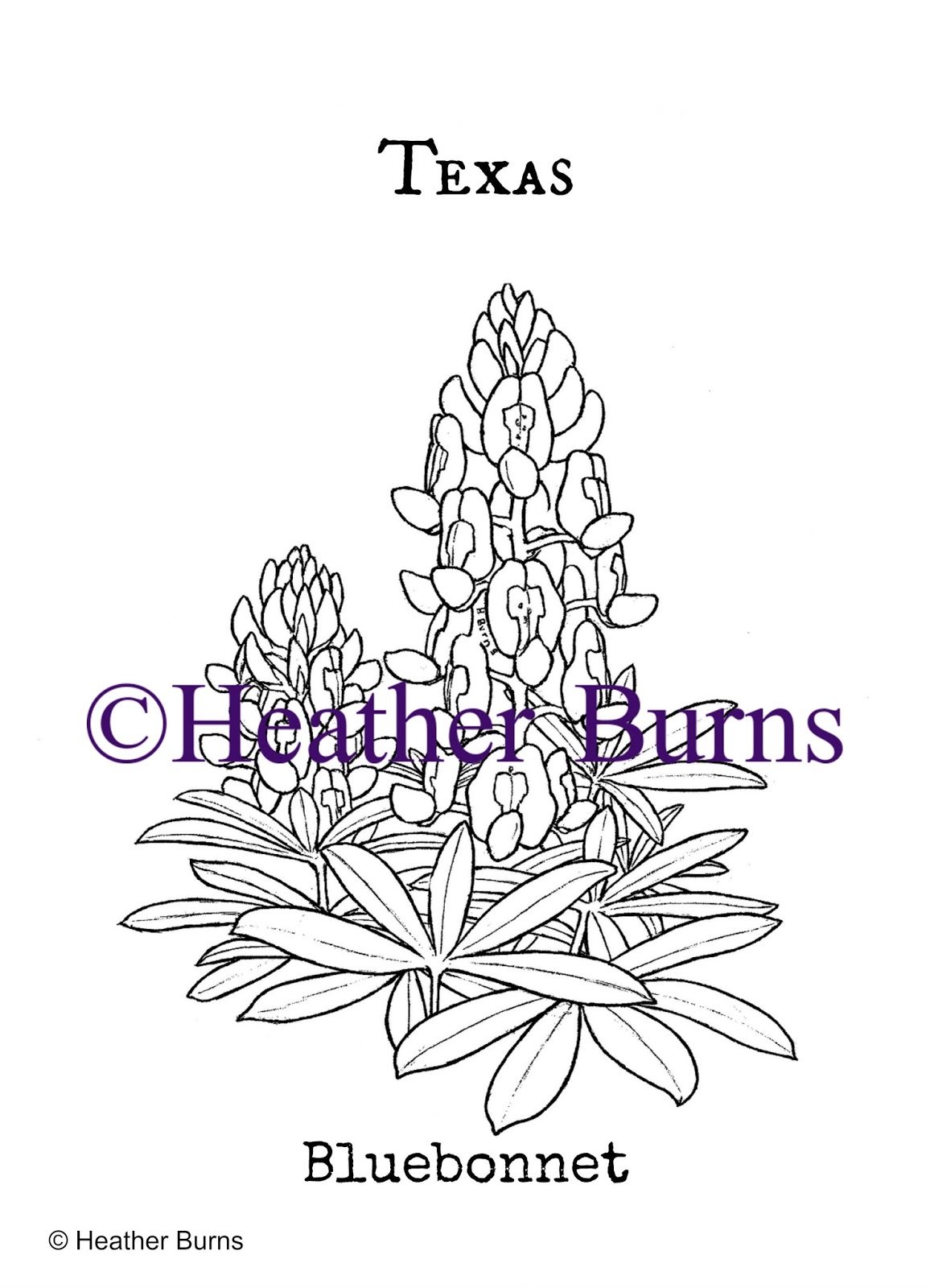 Texas Bluebonnet Flower Drawings Sketch Coloring Page